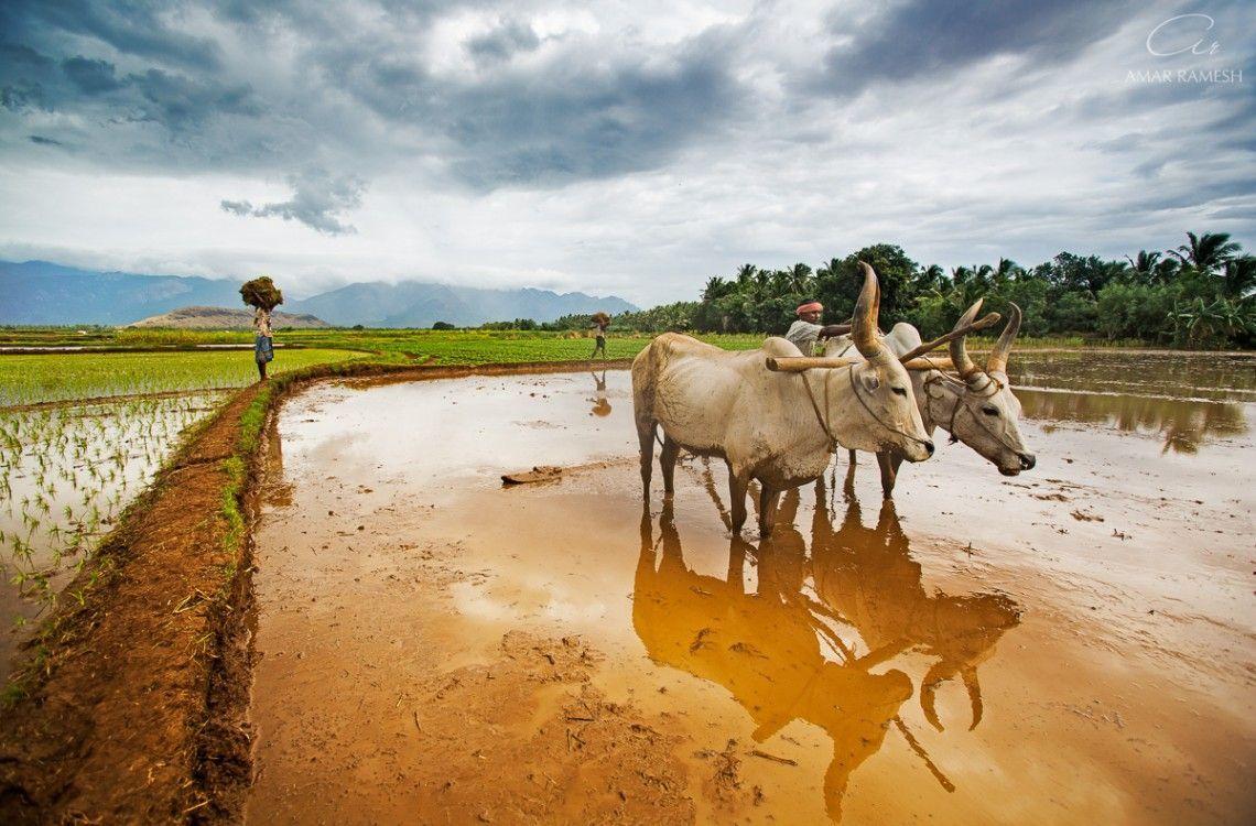 Farm field