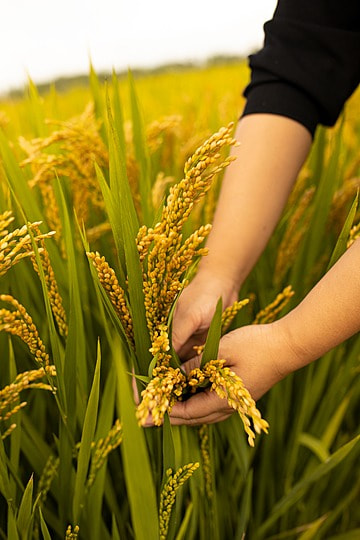 Namitah Agro Farm